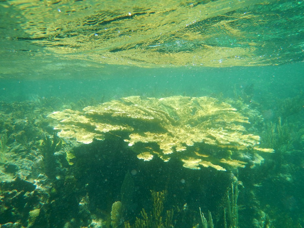Elkhorn coral colony