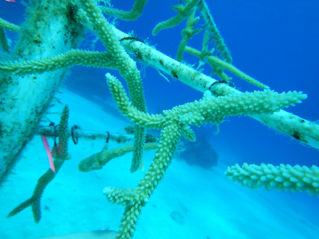 Healthy coral fragment (A. cervicornis) on the coral nursery