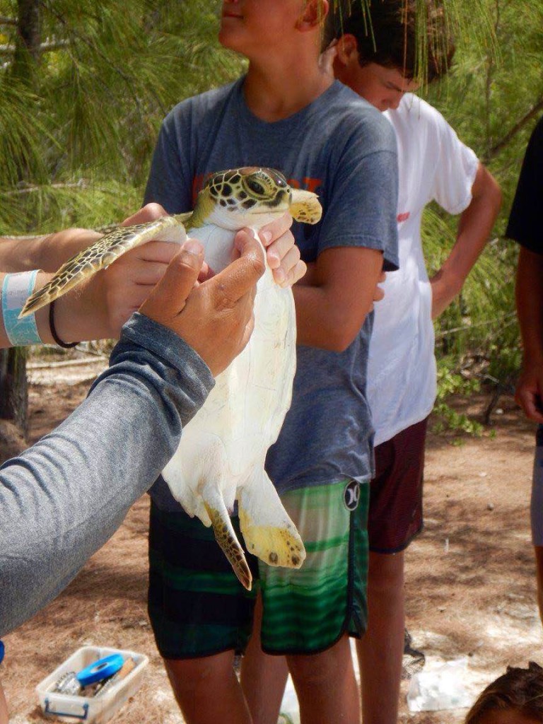 Measuring a captured juvenile green sea turtle (Chelonia mydas) at Half Sound, Eleuthera