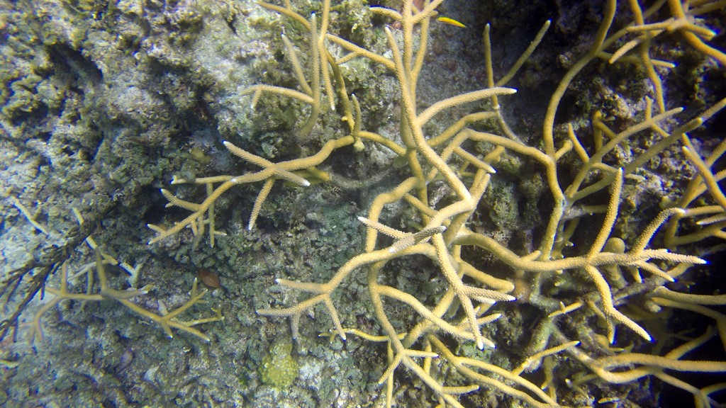 Staghorn coral colony