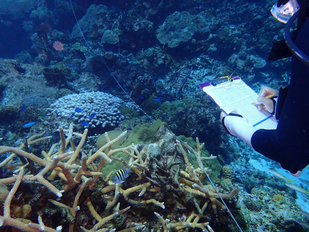 Surveys were conducted at the few Eleutheran reefs left with Staghorn coral, an endangered species in the Caribbean (Photo C. Dahlgren).