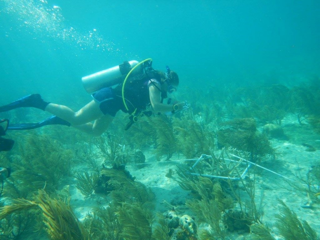 Undergraduate dissertation student, Heather Summers, recording the habitat assessment score at one point along the transect.