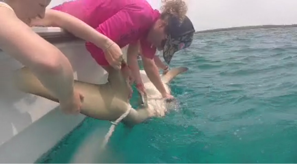 The team holds the lemon shark in tonic immobility so Dr. Heather Marshall can take a blood sample