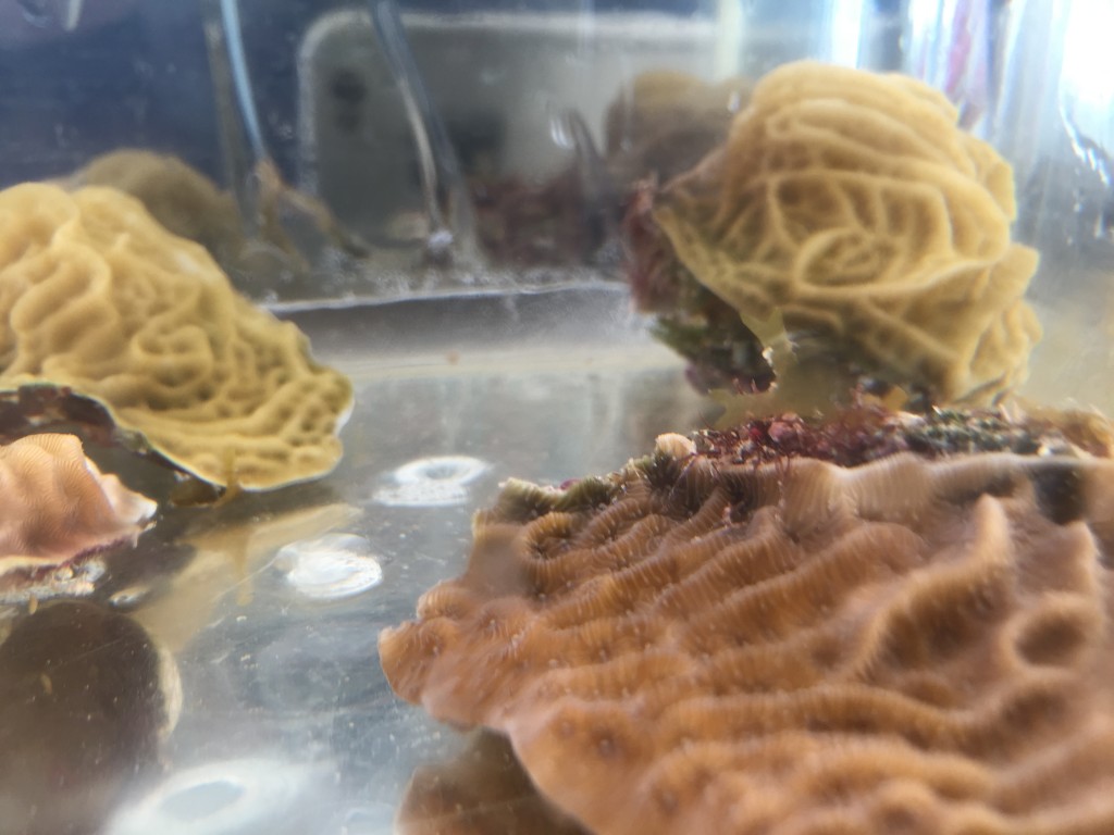 Various brooding corals collected to obtain coral larvae. The species are Undaria humilis and U. agaricites.