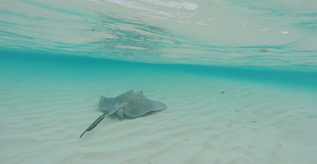 A female southern stingray is released after being sampled for stable isotopes