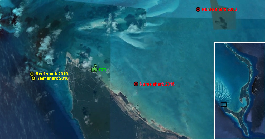 A Google Earth satellite image showing where and when the 2 sharks were originally caught and recaptured