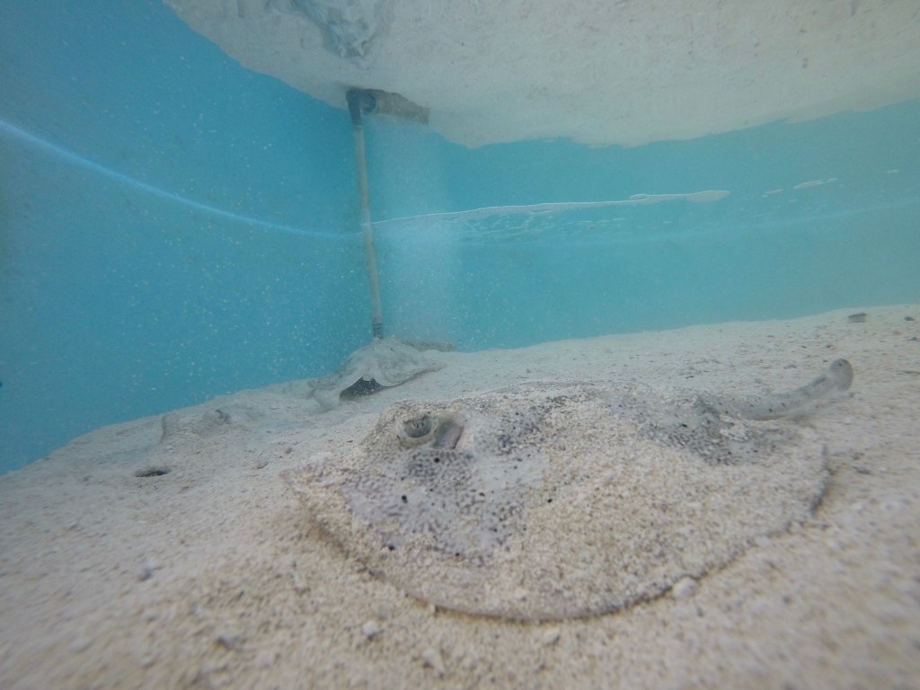 A yellow ray in one of our wet lab holding tanks awaiting trails
