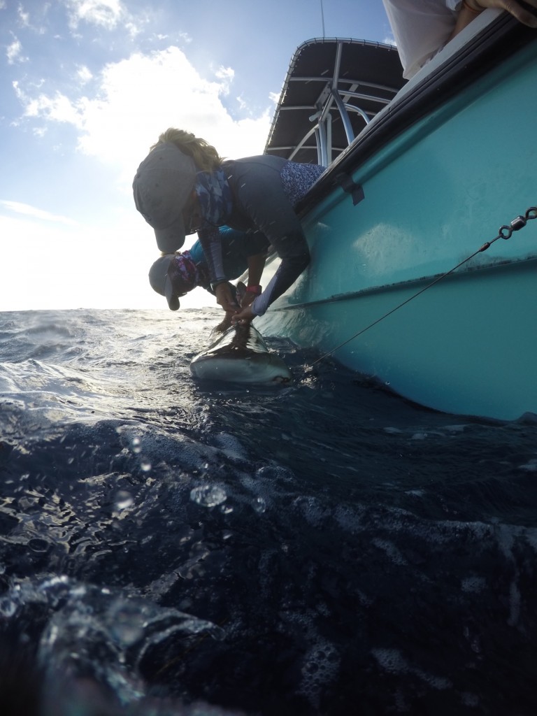 Research technician Maggie Winchester inserts a dart tag into the dorsal fin of a Caribbean reef shark with the help of Dr. Heather Marshall