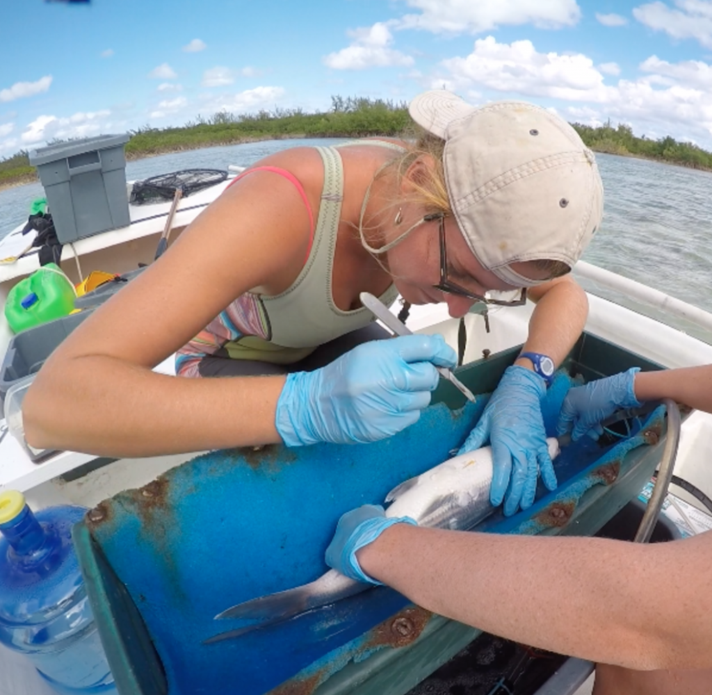 Georgiana Burruss makes an incision for internal implantation of an acoustic tag in a bonefish captured at Half Sound. 