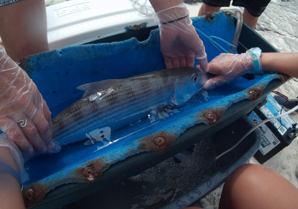A bonefish recently implanted with an internal acoustic tag also receives an external spaghetti tag in order to identify it in the event that this fish is recaptured. 