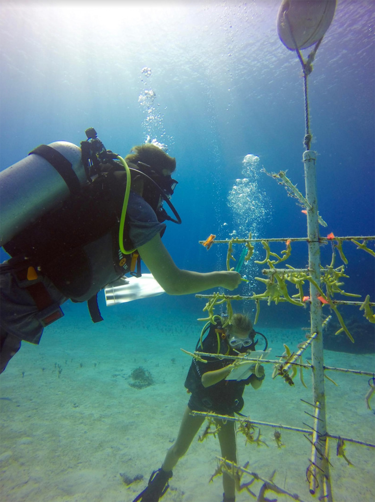 Island School students aid in the monitoring and upkeep of our coral nurseries. In the above photo, students are measuring Staghorn coral (Acropora cervicornis) in order to track its growth rate. (Photo_ Brittany Munson)